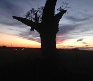 Tree at dusk